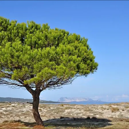 Le Magnolie Apartman Budoni